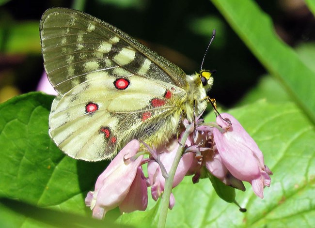 a butterfly with gray-green upper wings and creamy yellow-green and red-spotted lower wings, crawling on a pink flower