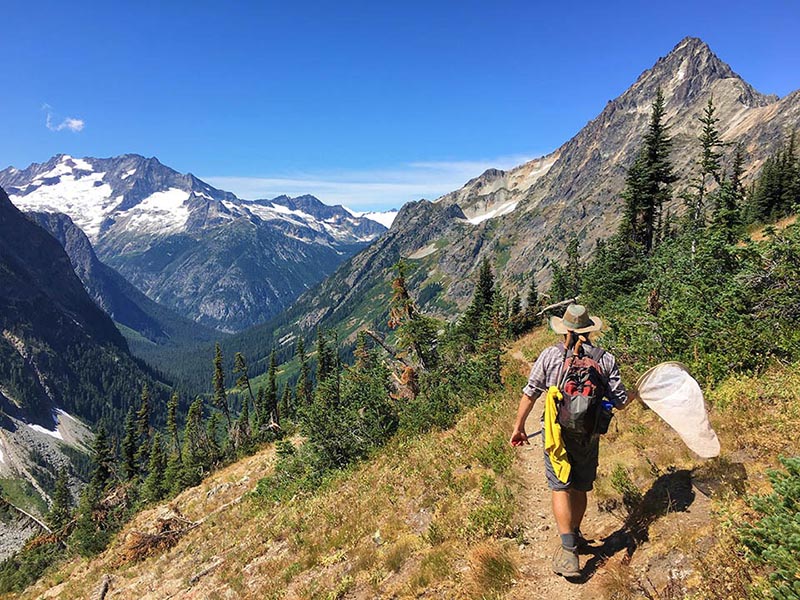 a person in hiking gear and a broad rimmed hat walking along a north cascades trail wielding a bug net