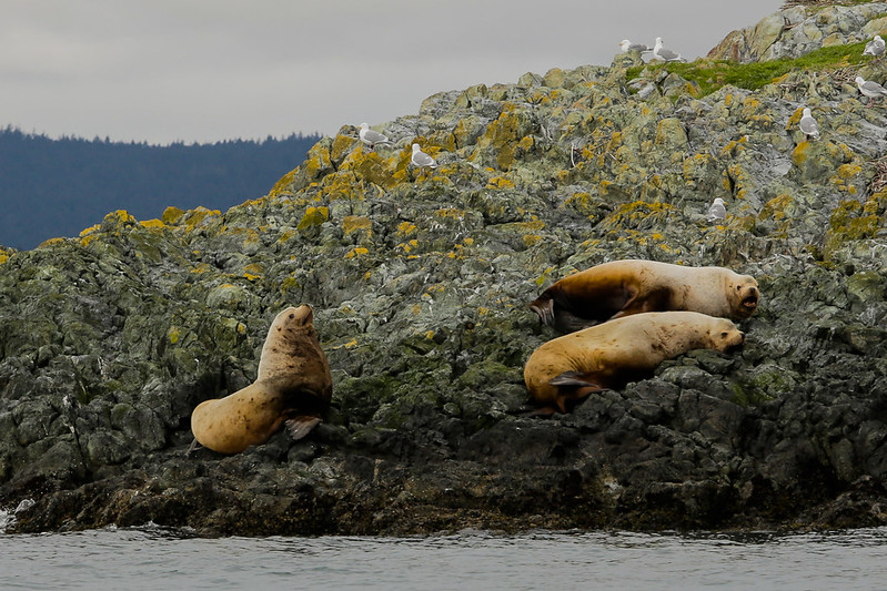 Sea lions and sea gulls resting on rocks