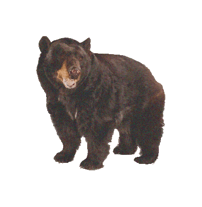 a bear turning its head