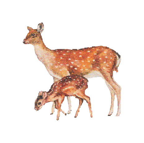 mother and baby deer