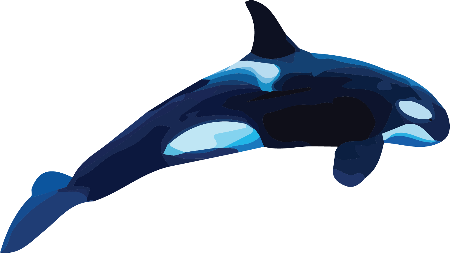 An orca swimming by